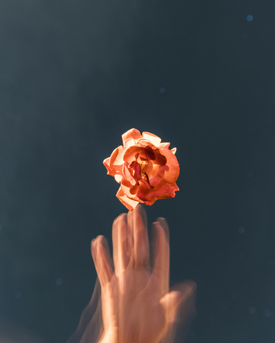 HAND HOLDING A BOTANICAL INGREDIENT USED IN ORGANIC OASIS TEA BLENDS