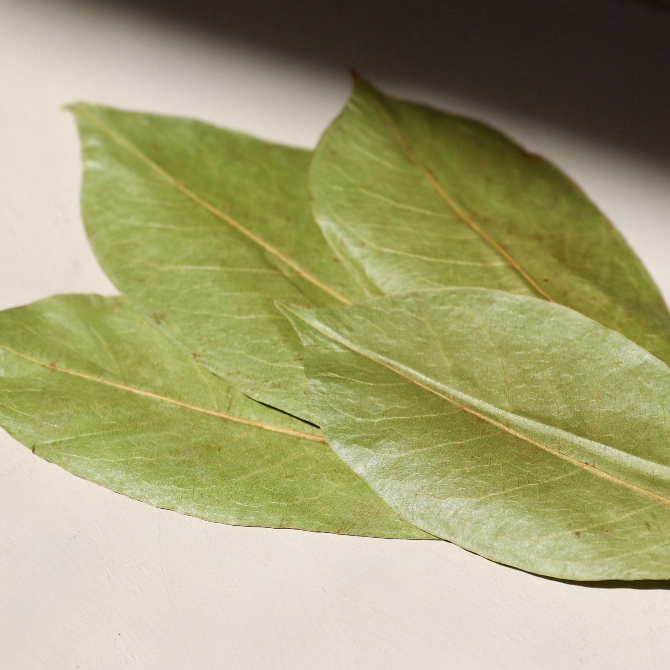 Dried soursop leaves for herbal tea by Organic Oasis
