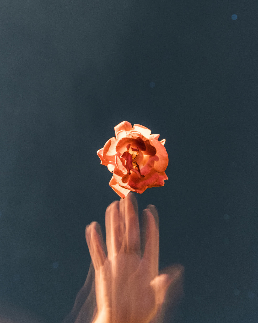 HAND HOLDING A BOTANICAL INGREDIENT USED IN ORGANIC OASIS TEA BLENDS